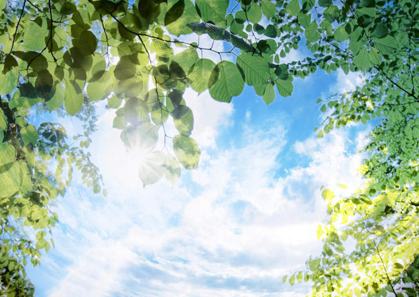 无人,横图,室外,白天,广角镜头,鱼眼镜头,仰视,美景,植物,阴影,光线,影子,景观,云,云朵,云彩,树,树木,蓝色,绿色,白云,蓝天,天空,阳光,自然,天,景色,生长,晴朗,成长,自然风光,晴空,彩图,低角度拍摄