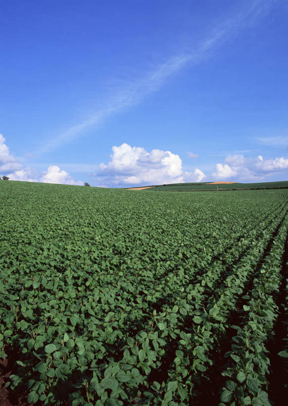 无人,农田,竖图,室外,白天,正面,庄稼,农作物,石头,山,山脉,植物,北海道,日本,亚洲,阴影,光线,石子,影子,山峰,云,云朵,豆类,豆子,豌豆,山峦,云彩,荷兰豆,蓝色,白云,蓝天,天空,阳光,群山,天,晴朗,雪豆,东亚,豆科,沉积岩,日本国,北海道地方,北海道岛,美瑛町,寒豆,毕豆,麻累,国豆,小寒豆,麦豌豆,美瑛,道北,水成岩,石块,岩石,晴空,彩图,耕地,庄稼田,上川郡,上川支厅