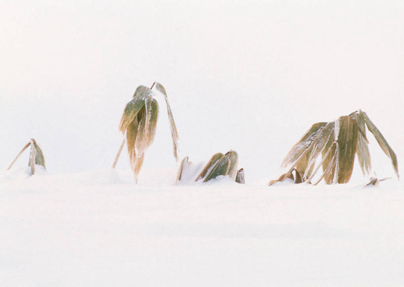 无人,横图,室外,白天,正面,旅游,度假,美景,雪,大雪,叶子,北海道,日本,亚洲,枯萎,积雪,景观,雪景,冬季,冬天,绿叶,娱乐,自然,享受,休闲,嫩叶,景色,放松,寒冷,死亡,自然风光,东亚,日本国,北海道地方,北海道岛,美瑛町,严寒,美瑛,道北,枯败,叶,叶片,彩图,上川郡,上川支厅