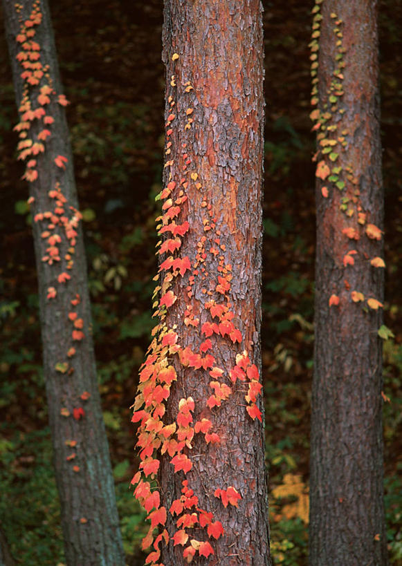 无人,竖图,室外,白天,正面,旅游,度假,美景,森林,树林,植物,松树,日本,亚洲,景观,长春藤,常春藤,树桩,娱乐,树,树干,树木,绿色,自然,享受,休闲,木桩,景色,放松,生长,成长,自然风光,坚定,东亚,本州,本州岛,日本国,中部地方,山梨,山梨县,永恒,长寿,不朽,忠实,洋常春藤,贞洁,彩图,常青藤