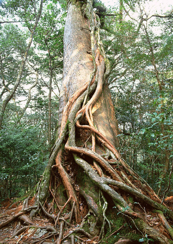 无人,竖图,室外,白天,仰视,旅游,度假,美景,植物,松树,鹿儿岛,日本,亚洲,景观,长春藤,常春藤,树桩,娱乐,树,树干,树木,绿色,自然,享受,休闲,木桩,景色,放松,生长,成长,自然风光,坚定,东亚,日本国,九州本岛,九州,九州岛,九州地方,鹿儿岛县,永恒,长寿,不朽,忠实,洋常春藤,贞洁,屋久岛,彩图,低角度拍摄,常青藤