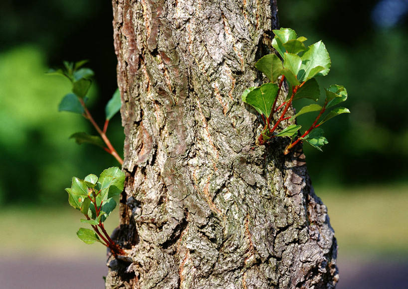 无人,横图,室外,特写,白天,正面,美景,森林,树林,植物,叶子,阴影,朦胧,模糊,粗糙,光线,纹路,纹理,影子,景观,绿叶,树皮,树桩,树,树干,树木,绿色,阳光,自然,嫩叶,木桩,景色,生长,成长,杨树,毛糙,自然风光,肌理,大叶杨,麻嘎勒,山杨,叶,叶片,彩图,粗拙