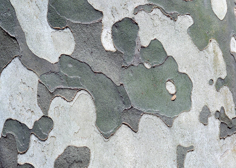 无人,横图,室外,特写,白天,正面,植物,粗糙,纹路,纹理,树皮,树桩,树,树干,树木,绿色,自然,木桩,生长,成长,毛糙,肌理,梧桐,青桐,彩图,法国梧桐,法桐,三球悬铃木,悬铃木,粗拙