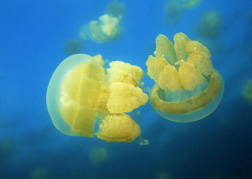 游泳,无人,横图,室外,特写,白天,正面,旅游,度假,海底,水下,美景,景观,水底,美丽,娱乐,海洋生物,无脊椎动物,黄色,自然,两只,享受,休闲,景色,放松,海底世界,自然风光,水生动物,浮游动物,水生物,凶猛,海底动物,泅水,拍浮,海床,水母,彩图,全身