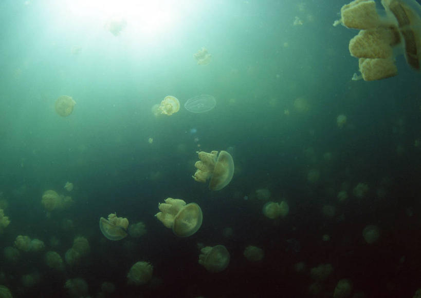 游泳,无人,横图,室外,白天,仰视,旅游,度假,海底,水下,美景,许多,阴影,光线,影子,景观,水底,美丽,娱乐,海洋生物,无脊椎动物,阳光,自然,享受,休闲,景色,放松,海底世界,自然风光,水生动物,浮游动物,水生物,凶猛,海底动物,泅水,拍浮,海床,水母,彩图,低角度拍摄