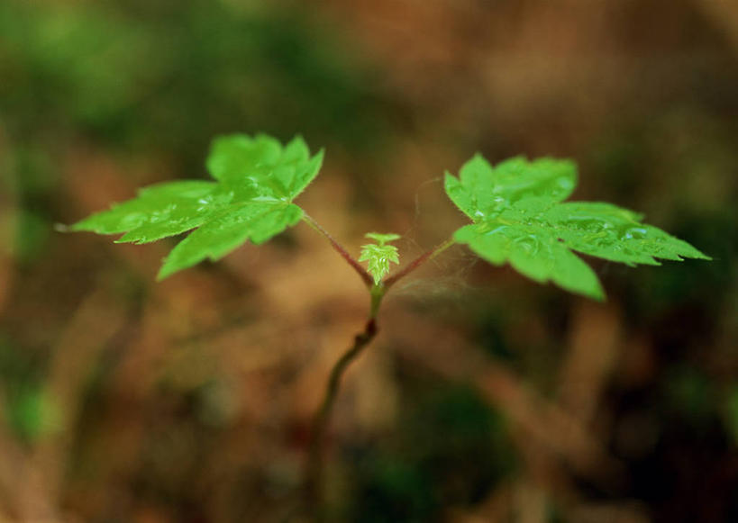 无人,横图,室外,特写,白天,正面,美景,水,植物,露水,枫树,叶子,阴影,朦胧,模糊,透明,光线,纹理,液体,影子,景观,泥土,水滴,土壤,枫叶,绿叶,水珠,绿色,阳光,自然,露珠,嫩叶,景色,生机,枫树叶,剔透,自然风光,肌理,槭树,灵动,糖枫,糖槭,糖槭树,通明,叶,叶片,叶脉,彩图,晶莹