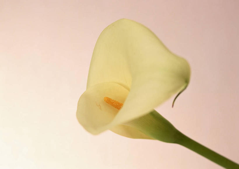 无人,横图,室内,特写,白天,正面,纯洁,马蹄莲,盛开,花蕾,花,花瓣,花朵,鲜花,虔诚,一朵,黄色,花苞,花蕊,摄影,影棚,希望,优雅,高贵,纯净,马蹄兰,博爱,永恒,尊贵,高洁,慈菇花,圣洁,水芋,水芋马,彩图,影棚拍摄,拍摄