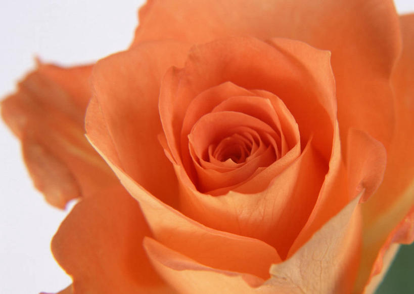 无人,横图,俯视,室内,特写,白天,爱情,幸福,纯洁,热情,玫瑰,盛开,玫瑰花,辉煌,浪漫,花蕾,花,花瓣,花朵,鲜花,一朵,花苞,花蕊,温暖,温馨,橙色,恩爱,活泼,华丽,暖色,和睦,感动,温情,尊敬,炽热,响亮,跃动,天真,甜蜜,刺玫花,徘徊花,彩图,高角度拍摄,愉快,融洽