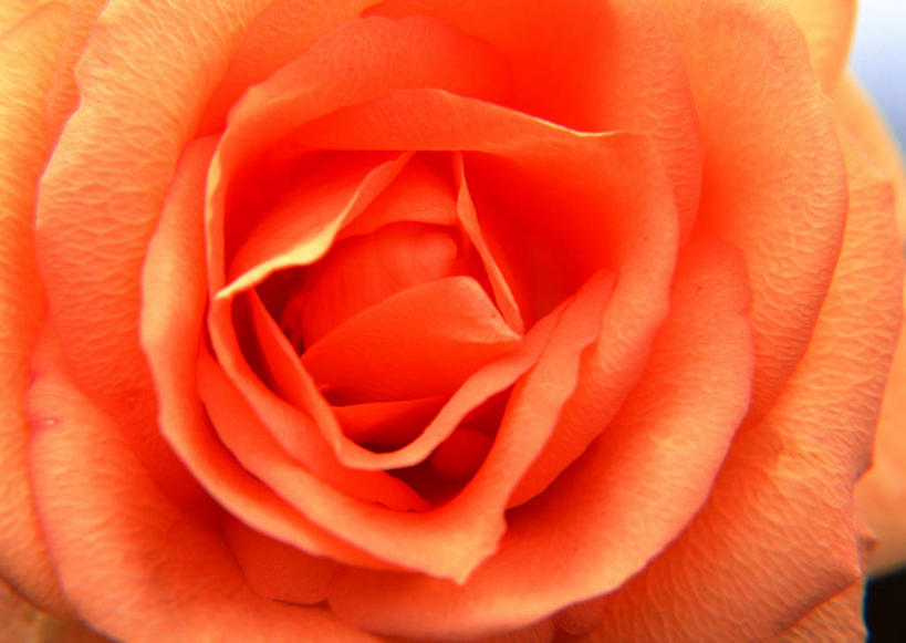 无人,横图,俯视,室内,特写,白天,爱情,幸福,纯洁,热情,玫瑰,盛开,玫瑰花,辉煌,浪漫,花蕾,花,花瓣,花朵,鲜花,一朵,花苞,花蕊,温暖,温馨,橙色,恩爱,活泼,华丽,暖色,和睦,感动,温情,尊敬,炽热,响亮,跃动,天真,甜蜜,刺玫花,徘徊花,彩图,高角度拍摄,愉快,融洽