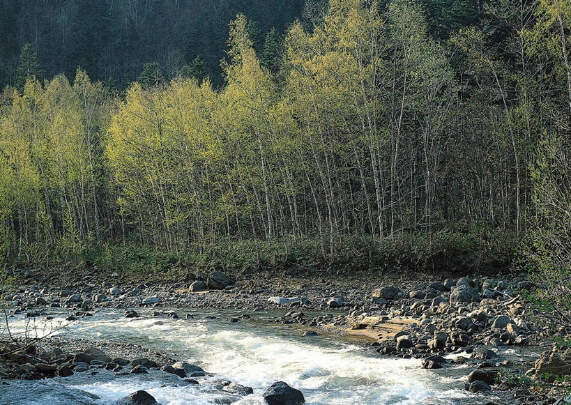 无人,公园,横图,室外,白天,正面,旅游,度假,河流,石头,美景,森林,树林,水,植物,北海道,日本,亚洲,石子,河水,景观,水流,娱乐,树,树木,绿色,小溪,自然,溪水,享受,休闲,景色,放松,生长,成长,自然风光,东亚,沉积岩,日本国,北海道地方,北海道岛,国立公园,层云峡,水成岩,石块,岩石,彩图,大雪山国立公园