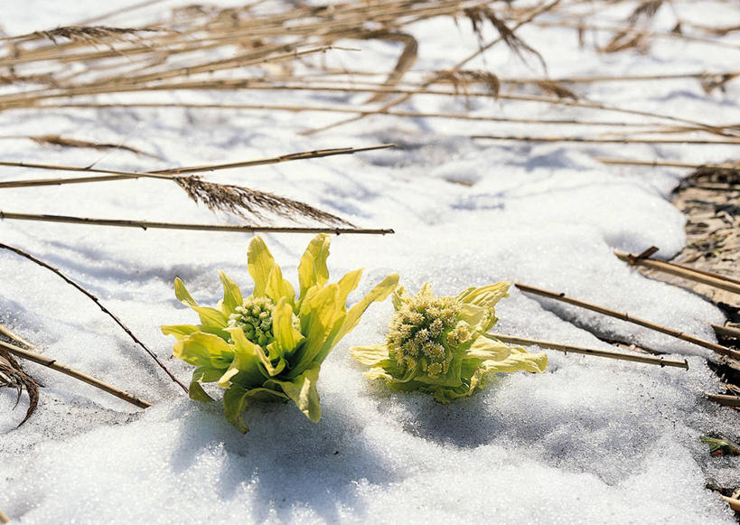 无人,横图,室外,白天,正面,旅游,度假,美景,雪,大雪,北海道,日本,亚洲,阴影,光线,影子,积雪,景观,雪景,冬季,冬天,娱乐,阳光,自然,享受,休闲,景色,放松,寒冷,公正,自然风光,东亚,日本国,蜂斗菜,北海道地方,北海道岛,蛇头草,野饭瓜,南瓜三七,严寒,款冬花,冬花,款冬,款冻,菟奚,彩图,黑南瓜,水钟流头,野金瓜头,野南瓜