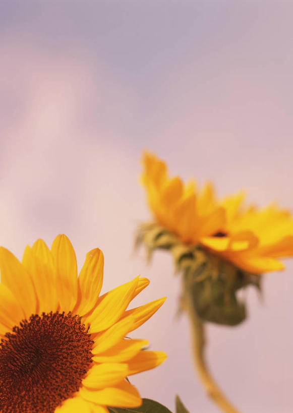 无人,竖图,室外,特写,白天,仰视,爱情,幸福,美景,日落,太阳,向日葵,朦胧,模糊,盛开,景观,晚霞,霞光,落日,花蕾,花,花瓣,花朵,鲜花,两朵,黄色,自然,黄昏,花苞,花蕊,景色,彩霞,自然风光,光辉,沉默,忠诚,勇敢,投缘,爱慕,夕照,薄暮,高傲,朝阳花,葵花,望日莲,向阳花,转日莲,夕阳,彩图,低角度拍摄,傍晚,斜阳