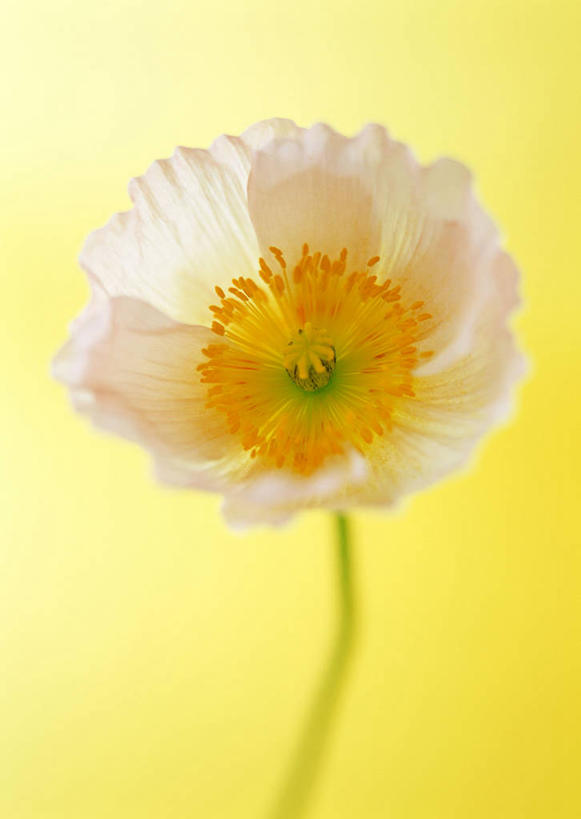 无人,竖图,室内,特写,白天,正面,植物,罂粟,黄色背景,盛开,草药,花蕾,中药,花,花瓣,花朵,鲜花,一朵,粉色,花苞,花蕊,摄影,影棚,毒品,药材,中草药,中药材,本草,止痛,镇静,安眠,罂粟花,米囊花,彩图,影棚拍摄,拍摄