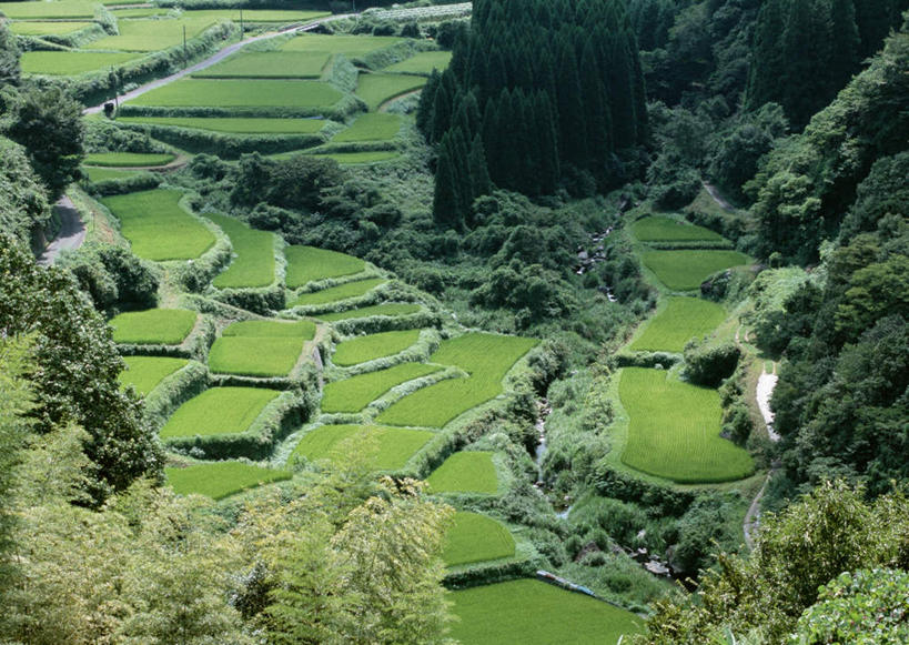 无人,农田,横图,俯视,航拍,室外,白天,旅游,度假,庄稼,梯田,农作物,美景,山,山脉,树林,植物,楼梯,日本,亚洲,曲折,弯曲,纹路,纹理,阶梯,景观,山峰,山峦,娱乐,台阶,树,树木,绿色,自然,群山,享受,休闲,景色,放松,蜿蜒,生长,成长,鸟瞰,自然风光,东亚,肌理,日本国,九州本岛,九州,九州岛,九州地方,宫崎,宫崎县,高千穗,彩图,高角度拍摄,耕地,庄稼田,高千穗町,西臼杵郡