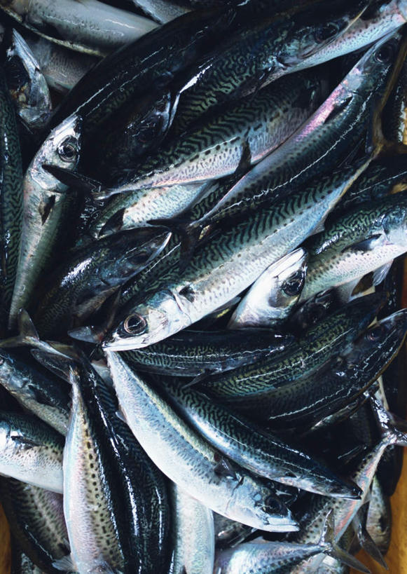 海鲜,无人,竖图,俯视,室外,特写,白天,一堆,许多,堆叠,堆积,鱼,很多,鲭鱼,水产,鱼类,海洋生物,堆,花池鱼,花鲱,花鳀,青花鱼,鲐鲅鱼,油胴鱼,水生动物,海产品,水生物,海底动物,半身,彩图,高角度拍摄