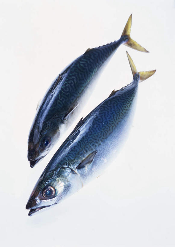 海鲜,无人,竖图,俯视,室内,特写,白天,白色背景,餐桌,桌子,两条,阴影,反射,鱼,影子,鲭鱼,水产,鱼类,海洋生物,摄影,影棚,餐台,花池鱼,花鲱,花鳀,青花鱼,鲐鲅鱼,油胴鱼,水生动物,海产品,水生物,海底动物,彩图,高角度拍摄,全身,影棚拍摄,拍摄