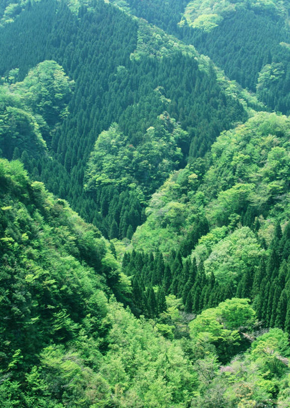 无人,竖图,俯视,室外,白天,旅游,度假,石头,美景,森林,山,山脉,树林,植物,日本,亚洲,石子,景观,山峰,山峦,娱乐,树,树木,绿色,自然,群山,享受,休闲,景色,放松,生长,成长,自然风光,东亚,沉积岩,日本国,九州本岛,九州,九州岛,九州地方,宫崎,宫崎县,水成岩,石块,岩石,彩图,高角度拍摄,高千穗町,西臼杵郡