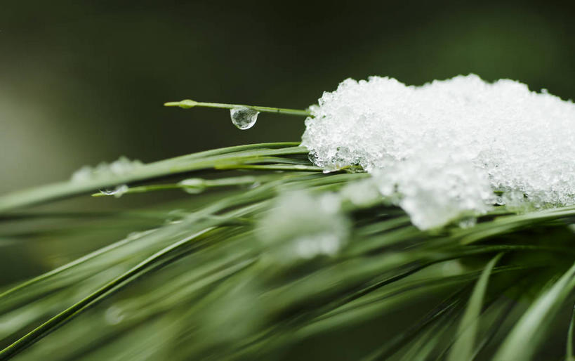无人,横图,室外,特写,白天,正面,美景,水,雪,植物,大雪,叶子,纽约,美国,朦胧,模糊,液体,积雪,景观,水滴,雪景,冬季,冬天,绿叶,枝条,树,树木,树枝,自然,嫩叶,景色,寒冷,北美,北美洲,自然风光,美洲,纽约州,帝国之州,帝国州,常绿树,北亚美利加洲,亚美利加洲,严寒,虬枝,枝杈,叶,叶片,针叶树,彩图,软材