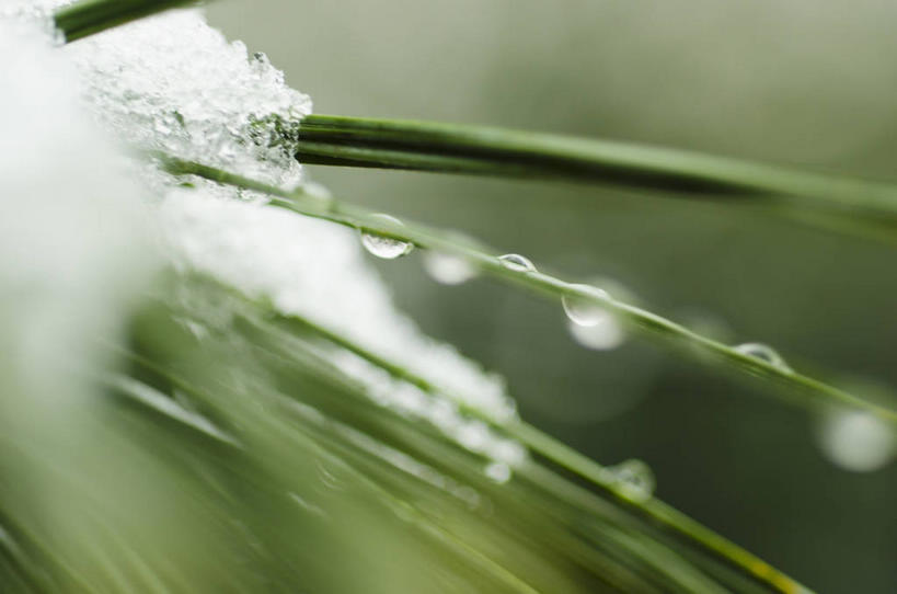 无人,横图,室外,特写,白天,正面,美景,水,雪,植物,大雪,叶子,纽约,美国,朦胧,模糊,液体,积雪,景观,水滴,雪景,冬季,冬天,绿叶,枝条,树,树木,树枝,自然,嫩叶,景色,寒冷,北美,北美洲,自然风光,美洲,纽约州,帝国之州,帝国州,常绿树,北亚美利加洲,亚美利加洲,严寒,虬枝,枝杈,叶,叶片,针叶树,彩图,软材