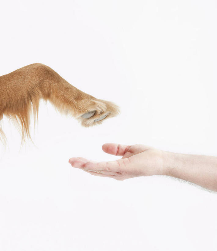 西方人,手,一个人,捧,竖图,室内,特写,白天,白色背景,正面,宠物,狗,欧洲,欧洲人,仅一个男性,仅一个人,仅一个中年男性,阴影,反射,影子,爪子,一只,动物,手部,可爱,摄影,影棚,单手,忠诚,男人,男性,中年男性,白种人,犬,端,端着,捧着,手捧,半身,彩图,影棚拍摄,拍摄