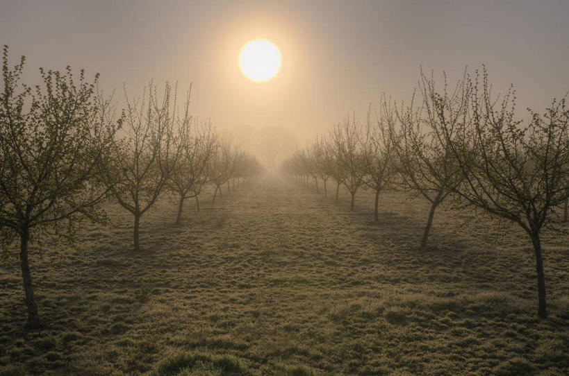 无人,果园,横图,室外,白天,正面,旅游,度假,日出,美景,太阳,田园,植物,雾,美国,阴影,朦胧,模糊,光线,影子,景观,果树,朝霞,晨曦,黎明,娱乐,树,树木,绿色,阳光,自然,享受,休闲,景色,放松,生长,成长,迷雾,北美,北美洲,自然风光,美洲,俄勒冈州,俄勒冈,田庄,北亚美利加洲,亚美利加洲,落日之州,水獭之州,海狸州,园子,朝阳,大雾,彩图,卯时,破晓,日始,马里昂县