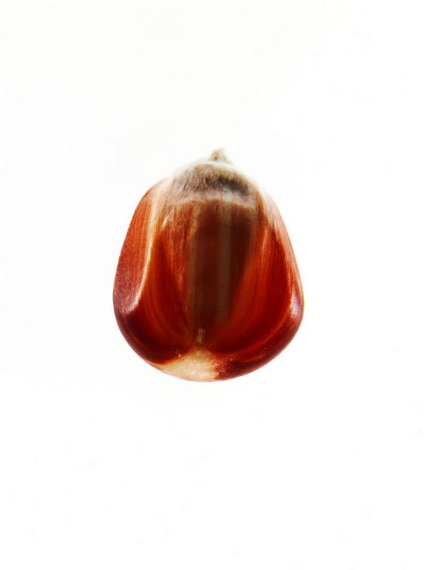 无人,竖图,俯视,室内,特写,白天,白色背景,阴影,反射,影子,谷类,谷物,种子,米,大米,一个,红色,摄影,影棚,单个,彩图,高角度拍摄,影棚拍摄,拍摄,红米