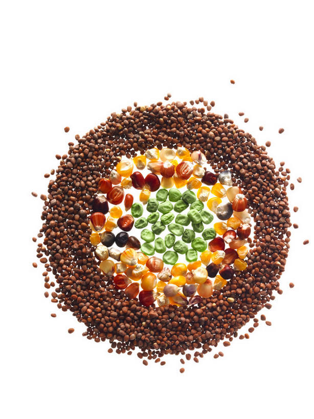 无人,竖图,俯视,彩色,室内,特写,白天,白色背景,玉米,植物,蔬菜,一堆,许多,阴影,堆叠,堆积,新鲜,反射,圆形,棒子,图形,影子,圆,豆类,豆子,玉蜀黍,豌豆,谷类,谷物,食品,种子,草药,药草,米,几何,大米,荷兰豆,中药,食物,摄影,有机食品,绿色食品,影棚,堆,苞米,豆蔻,数学,苞芦,药材,中草药,雪豆,豆科,苞谷,中药材,本草,寒豆,毕豆,麻累,国豆,小寒豆,麦豌豆,包谷,大蜀黍,番麦,薏米包,玉高粱,玉麦,珍珠米,消食,白豆蔻,彩图,高角度拍摄,影棚拍摄,拍摄,几何图形,平面图形,红米,开胃