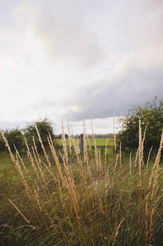 无人,农场,竖图,室外,白天,正面,旅游,度假,畜牧业,牧场,草地,草坪,美景,植物,爱尔兰,欧洲,景观,云,云朵,云彩,娱乐,草,树,树木,绿色,白云,自然,享受,休闲,景色,放松,生长,成长,西欧,自然风光,畜牧,爱尔兰共和国,牧业,伦斯特省,韦斯特米斯郡,彩图