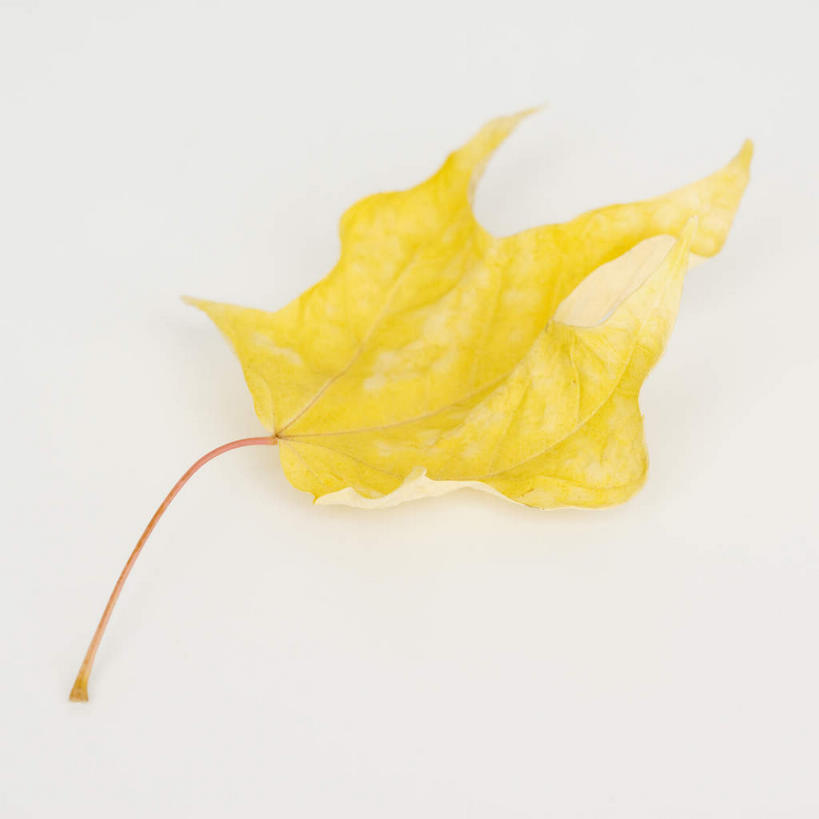 无人,竖图,俯视,室内,特写,白天,白色背景,叶子,一片,阴影,反射,影子,枫叶,枯叶,落叶,黄色,红色,摄影,影棚,枫树叶,叶,叶片,彩图,高角度拍摄,影棚拍摄,拍摄