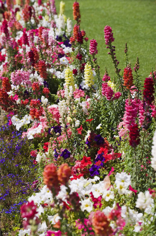 无人,竖图,俯视,室外,白天,旅游,度假,草地,草坪,花海,花圃,美景,植物,叶子,美国,盛开,景观,花蕾,娱乐,草,花,花瓣,花朵,花卉,鲜花,绿色,自然,花丛,花束,花田,花苞,花蕊,享受,休闲,景色,放松,北美,北美洲,加利福尼亚,自然风光,美洲,加州,加利福尼亚州,金州,黄金州,北亚美利加洲,亚美利加洲,彩图,高角度拍摄