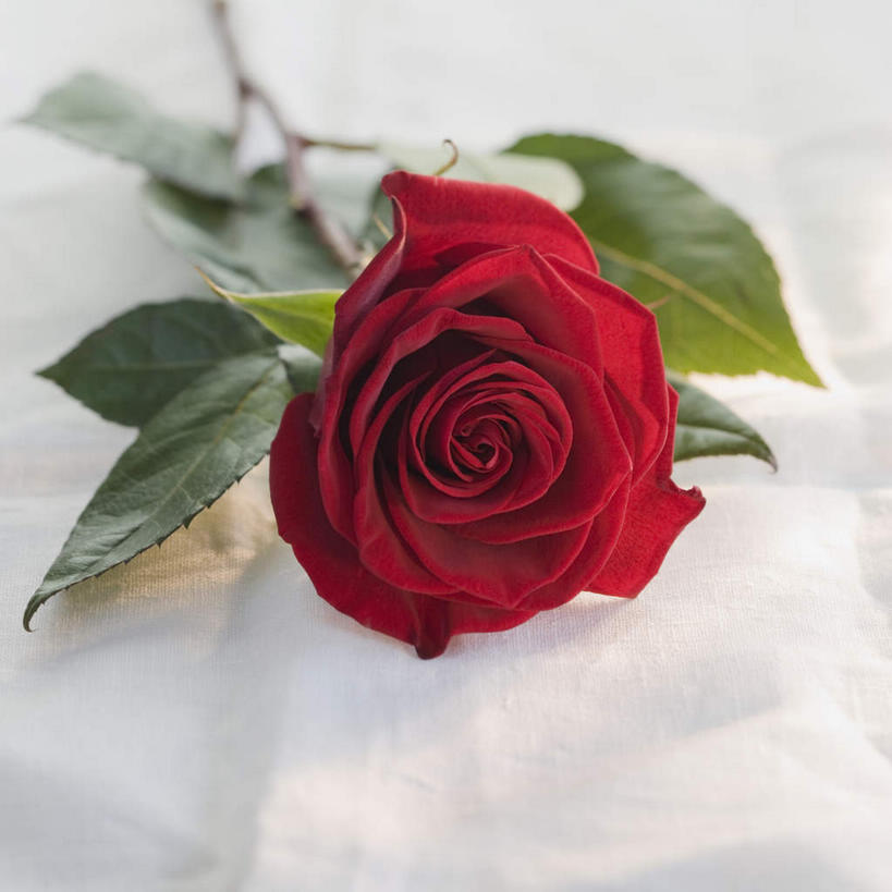 无人,竖图,俯视,室内,特写,白天,爱情,幸福,纯洁,热情,桌面,桌子,玫瑰,叶子,阴影,朦胧,模糊,盛开,反射,木制,影子,绿叶,玫瑰花,浪漫,花蕾,花,花瓣,花朵,鲜花,红色,木制品,花苞,花蕊,温暖,温馨,恩爱,一支,和睦,感动,尊敬,天真,刺玫花,徘徊花,叶,叶片,彩图,高角度拍摄,融洽