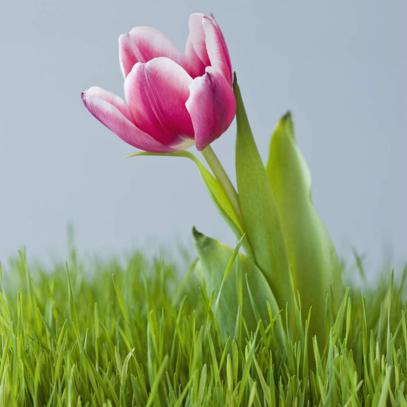 无人,竖图,室内,特写,白天,正面,爱情,草地,草坪,植物,郁金香,阴影,蓝色背景,盛开,反射,影子,祝福,花蕾,草,花,花瓣,花朵,鲜花,一朵,粉色,绿色,花苞,花蕊,摄影,影棚,表白,荣誉,永恒,郁香,洋荷花,草麝香,彩图,影棚拍摄,拍摄