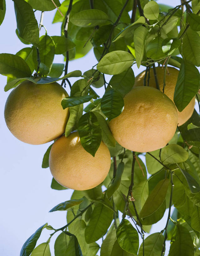 无人,果园,竖图,室外,特写,白天,仰视,旅游,度假,美景,田园,植物,水果,叶子,美国,吊挂,悬挂,朦胧,模糊,新鲜,景观,生食,食品,果实,果树,绿叶,挂,娱乐,葡萄柚,树,树木,食物,蓝色,绿色,蓝天,天空,自然,天,西柚,享受,休闲,嫩叶,景色,放松,有机食品,绿色食品,生长,晴朗,成长,北美,北美洲,加利福尼亚,自然风光,美洲,加州,加利福尼亚州,万里无云,金州,黄金州,田庄,北亚美利加洲,亚美利加洲,朱栾,园子,叶,叶片,晴空,晴空万里,彩图,低角度拍摄