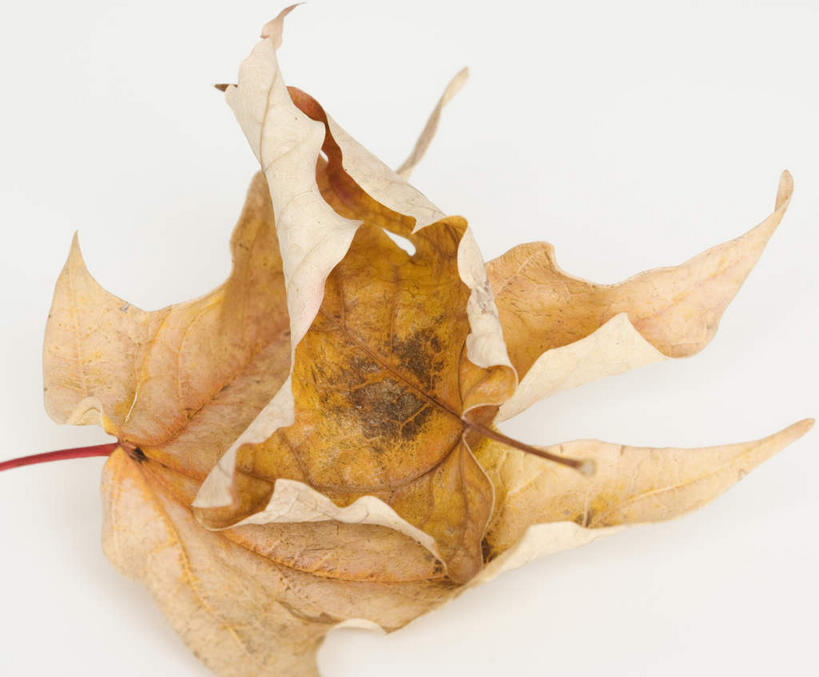 无人,竖图,俯视,室内,特写,白天,白色背景,叶子,一片,阴影,反射,影子,枫叶,枯叶,落叶,黄色,红色,摄影,影棚,枫树叶,叶,叶片,彩图,高角度拍摄,影棚拍摄,拍摄