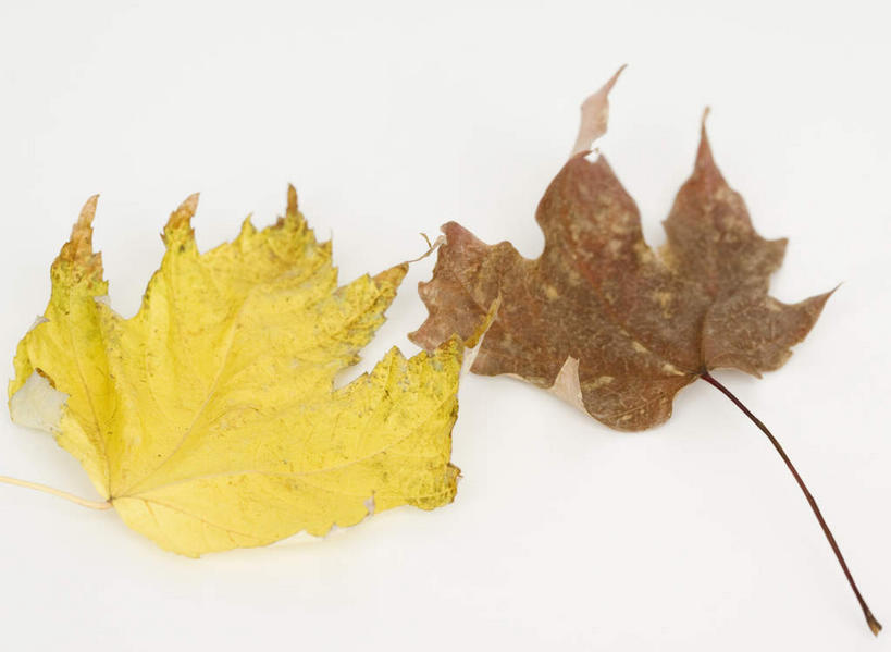 无人,竖图,俯视,室内,特写,白天,白色背景,叶子,两片,阴影,反射,影子,枫叶,枯叶,落叶,黄色,红色,摄影,影棚,枫树叶,叶,叶片,彩图,高角度拍摄,影棚拍摄,拍摄