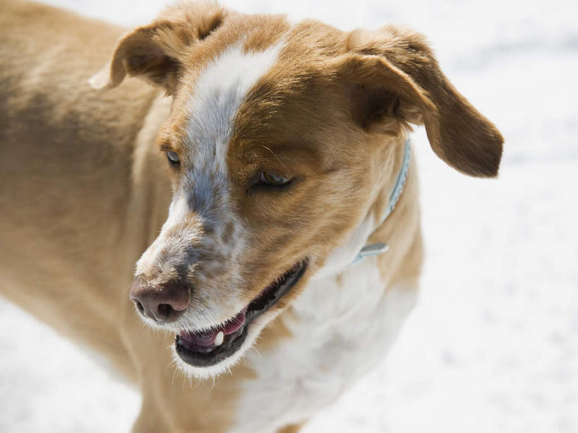 无人,站,竖图,俯视,室外,特写,白天,旅游,度假,美景,雪,大雪,宠物,狗,美国,朦胧,模糊,积雪,景观,雪景,冬季,冬天,扭头,注视,娱乐,一只,自然,动物,观察,看,站着,张嘴,转头,享受,休闲,景色,放松,寒冷,可爱,观看,察看,北美,北美洲,犹他州,关注,自然风光,寻回犬,美洲,张大嘴巴,忠诚,北亚美利加洲,亚美利加洲,犹他,蜂窝之州,蜂房州,严寒,史宾格犬,张开嘴,犬,站立,半身,彩图,高角度拍摄