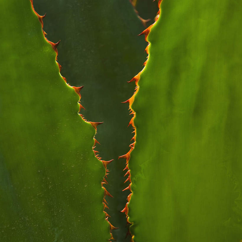 无人,方图,室外,特写,白天,正面,美景,植物,仙人掌,美国,新鲜,火焰,景观,草药,中药,绿色,自然,景色,青春,北美,北美洲,生命,加利福尼亚,自然风光,美洲,药材,中草药,和平,安详,加州,中药材,本草,加利福尼亚州,金州,黄金州,牛舌头,北亚美利加洲,亚美利加洲,冷色,玉芙蓉,仙巴掌,火掌,霸王树,彩图