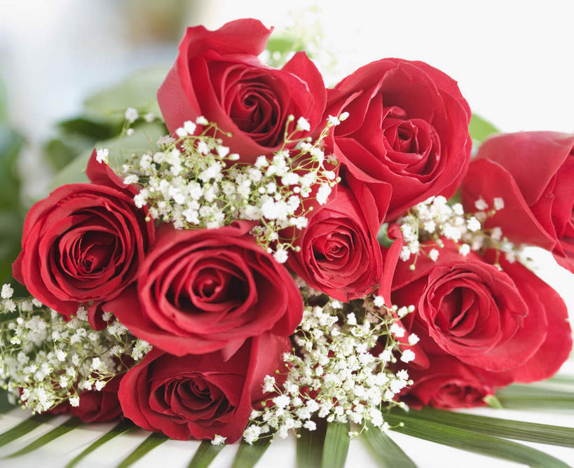 无人,横图,室内,特写,白天,白色背景,正面,爱情,幸福,纯洁,智慧,热情,玫瑰,叶子,朦胧,模糊,艺术,盛开,绿叶,玫瑰花,浪漫,花蕾,文化,花,花瓣,花朵,鲜花,插花,花苞,花蕊,温暖,温馨,嫩叶,恩爱,摄影,影棚,插花艺术,和睦,创造,创作,感动,想象,尊敬,天真,刺玫花,徘徊花,叶,叶片,彩图,影棚拍摄,拍摄,融洽