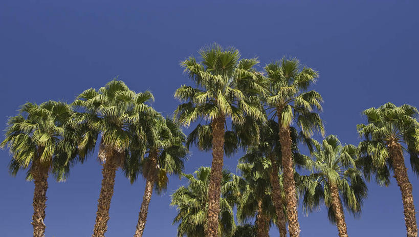 无人,横图,室外,白天,仰视,旅游,度假,美景,植物,棕榈树,叶子,美国,阴影,光线,影子,景观,绿叶,娱乐,树,树木,蓝色,绿色,蓝天,天空,阳光,自然,天,享受,休闲,嫩叶,景色,放松,生长,晴朗,成长,北美,北美洲,加利福尼亚,自然风光,美洲,棕榈叶,加州,加利福尼亚州,万里无云,金州,黄金州,北亚美利加洲,亚美利加洲,叶,叶片,晴空,晴空万里,彩图,低角度拍摄