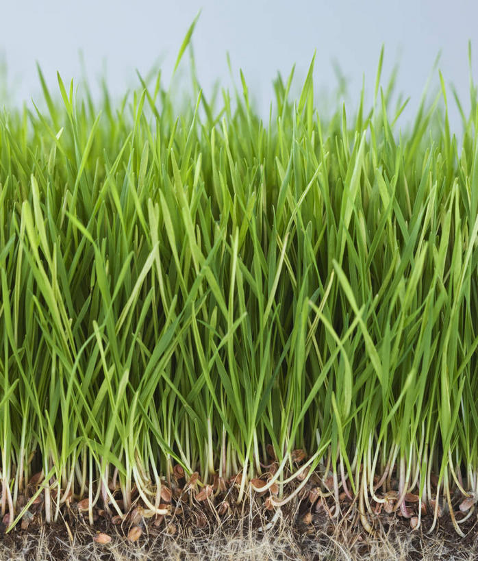 无人,竖图,室内,特写,白天,正面,草地,草坪,植物,蓝色背景,新鲜,草,绿色,摄影,影棚,青春,生命,和平,安详,冷色,彩图,影棚拍摄,拍摄