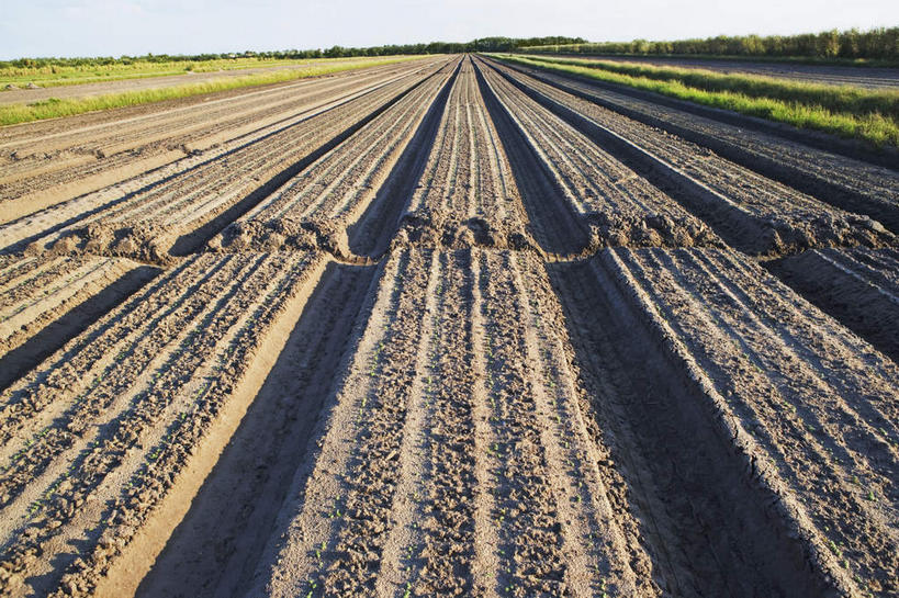 无人,农田,横图,室外,白天,正面,旅游,度假,庄稼,农作物,草地,草坪,美景,植物,美国,阴影,光线,影子,地平线,景观,辽阔,地面,娱乐,草,树,树木,蓝色,绿色,蓝天,天空,阳光,自然,天,享受,休闲,广阔,景色,放松,生长,晴朗,成长,一望无际,北美,北美洲,自然风光,延伸,美洲,佛罗里达,佛罗里达州,佛州,阳光州,万里无云,天地相交,北亚美利加洲,亚美利加洲,无边无际,一马平川,晴空,晴空万里,彩图,耕地,庄稼田