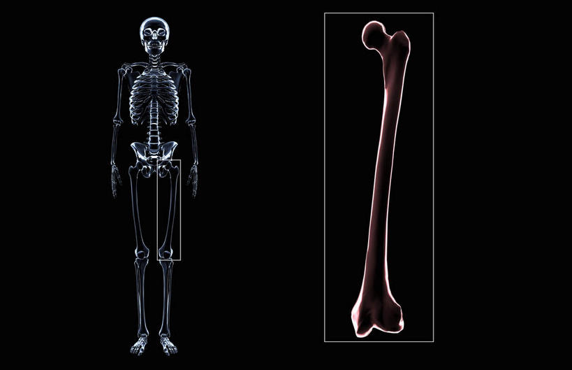 脊髓,动脉,静脉,骨骼,胸骨,肋骨,无人,横图,插画,x光片,室内,特写,白天,正面,数码,科技,静物,阴影,辐射,科学,网络,医学,骨头,高光,几何,计算机图形,合成,图画,画,模型,人体,电脑合成图,数码合成图,骨架,医疗,生物学,科学技术,x射线,x光,漫画,生理学,写实,具体,具象,髌骨,腓骨,股骨,胫骨,软肋骨,胸椎,腰骨,脊柱,彩图,全身,电磁波,电磁辐射