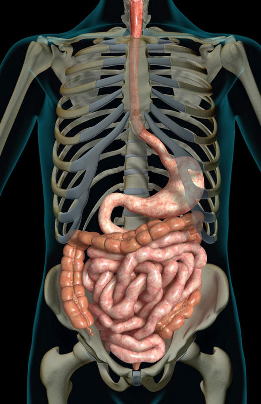腹部,内脏,肠,动脉,静脉,骨骼,肛门,十二指肠,无人,竖图,插画,室内,特写,白天,正面,数码,科技,静物,阴影,黑色背景,局部,网络,医学,骨头,高光,几何,计算机图形,合成,图画,画,模型,人体,皮肤,部分,电脑合成图,数码合成图,骨架,生物学,人体器官,器官,漫画,生理学,写实,具体,具象,横结肠,降结肠,空肠,升结肠,乙状结肠,大肠,盲肠,小肠,直肠,半身,彩图,消化系统