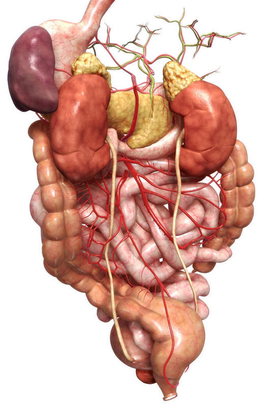 内脏,胰腺,脾,肠,动脉,静脉,肛门,十二指肠,无人,竖图,插画,室内,白天,白色背景,正面,数码,科技,静物,阴影,网络,医学,高光,几何,计算机图形,合成,图画,画,模型,人体,电脑合成图,数码合成图,生物学,人体器官,器官,漫画,泌尿系统,输尿管,生理学,写实,具体,具象,肾上腺,降结肠,空肠,升结肠,乙状结肠,大肠,盲肠,小肠,直肠,彩图