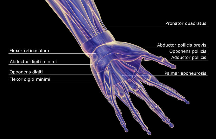 手,肌肉,健壮,无人,横图,插画,室内,白天,正面,数码,科技,静物,阴影,黑色背景,局部,网络,医学,英文,标志,文字,线条,字符,字母,高光,几何,计算机图形,合成,图画,标识,画,健康,手部,活力,力量,解说,人体,说明,轮廓,青春,英文字母,电脑合成图,数码合成图,生物学,强壮,漫画,生理学,写实,具体,具象,阐明,申明,注解,注明,拇内收肌,小指展肌,拇指外展肌,彩图