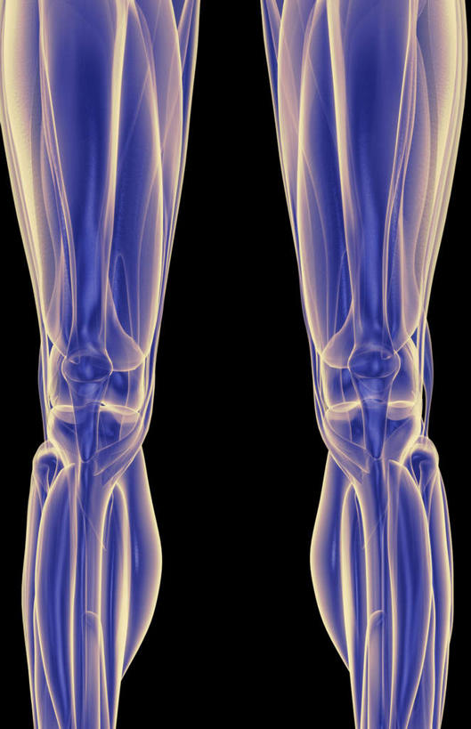 腿部,膝关节,肌肉,腿,健壮,无人,竖图,插画,室内,白天,正面,数码,科技,静物,阴影,黑色背景,局部,网络,医学,高光,几何,计算机图形,合成,图画,画,健康,活力,力量,人体,青春,电脑合成图,数码合成图,生物学,强壮,韧带,漫画,生理学,写实,具体,具象,髌韧带,彩图
