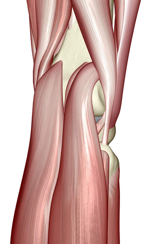 膝关节,肌肉,关节,健壮,无人,竖图,插画,室内,白天,白色背景,正面,数码,科技,静物,阴影,局部,网络,医学,高光,几何,计算机图形,合成,图画,画,健康,活力,力量,人体,青春,电脑合成图,数码合成图,生物学,强壮,漫画,生理学,写实,具体,具象,肌腱,腓肠肌,彩图