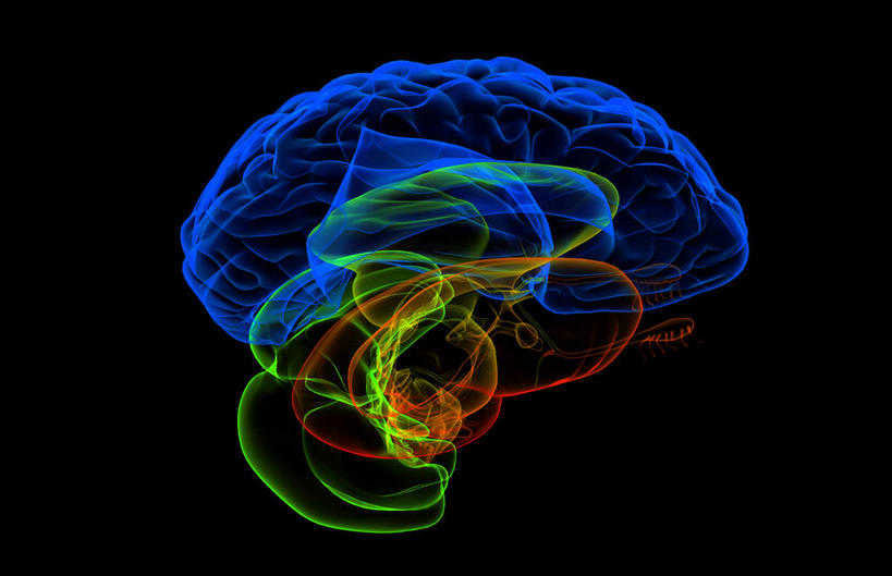 无人,横图,插画,x光片,室内,特写,白天,正面,数码,科技,静物,大脑,阴影,黑色背景,辐射,科学,网络,医学,高光,几何,计算机图形,合成,图画,画,人体,电脑合成图,数码合成图,医疗,生物学,科学技术,x射线,器官,沟壑,x光,漫画,小脑,脑干,生理学,写实,具体,具象,大脑皮层,端脑,沟,灰质,回,间脑,丘脑,彩图,电磁波,电磁辐射