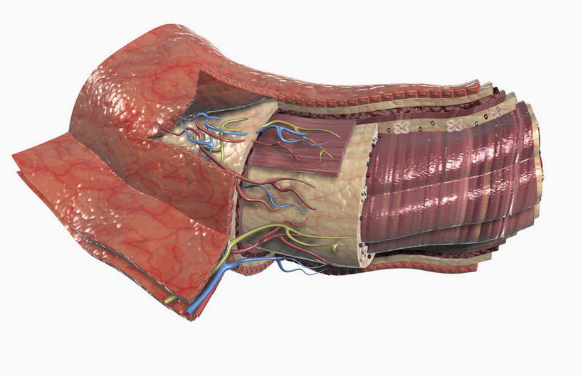 无人,横图,插画,室内,特写,白天,白色背景,正面,数码,科技,静物,阴影,网络,医学,高光,几何,计算机图形,合成,图画,画,人体,电脑合成图,数码合成图,生物学,漫画,生理学,写实,具体,具象,回肠,浆膜,肠系膜,肌层,肠系膜上动脉,肠系膜上静脉,彩图,消化系统