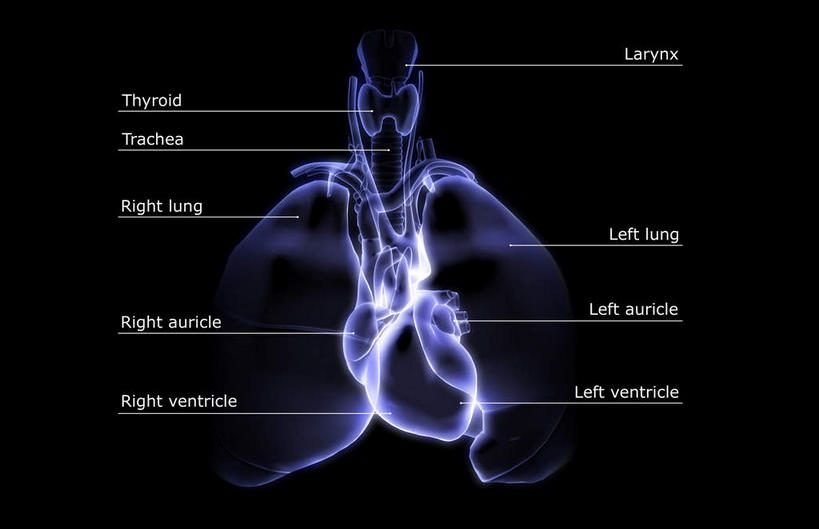 内脏,肺,心脏,动脉,静脉,无人,横图,插画,室内,白天,正面,数码,科技,静物,阴影,黑色背景,发光,网络,医学,英文,标志,文字,字符,字母,高光,几何,计算机图形,合成,图画,标识,画,蓝色,紫色,模型,解说,人体,说明,英文字母,电脑合成图,数码合成图,生物学,人体器官,器官,漫画,心血管,心房,心室,生理学,写实,具体,具象,呼吸系统,阐明,申明,注解,注明,升主动脉,腔静脉,肺部,肺脏,心,彩图